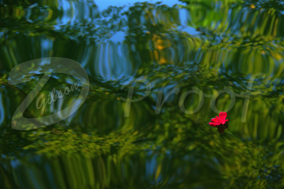 Floral Reflections