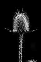 Thistle 1