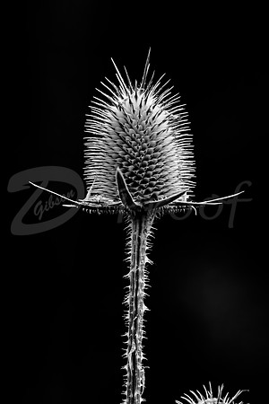 Thistle 1