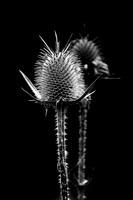 Thistle 2