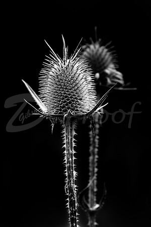 Thistle 2