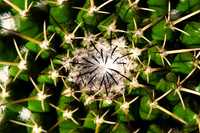 Cactus Center