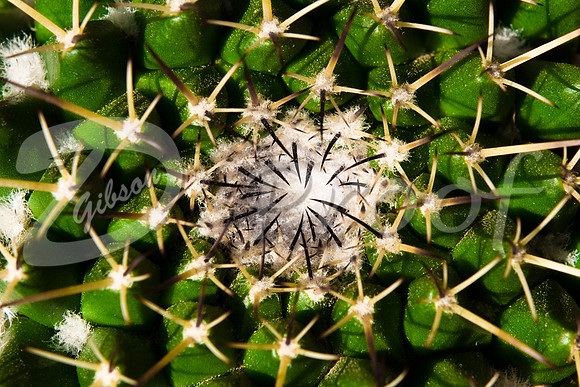 Cactus Center