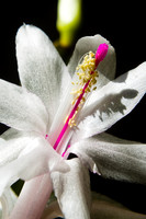 White Christmas Cactus bloom
