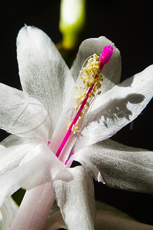 White Christmas Cactus bloom