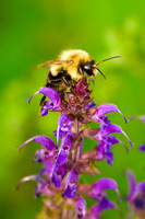Bumblebee 1