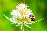 Bumblebee 2 crop close