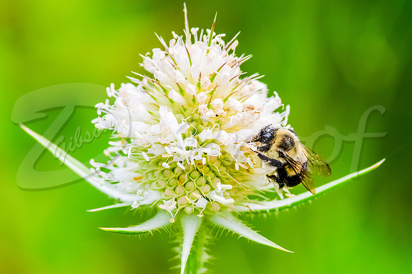 Bumblebee 2 crop close