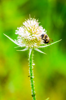 Bumblebee 2