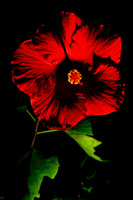 Hibiscus 1