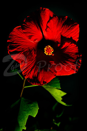 Hibiscus 1