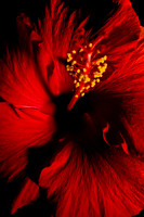 Hibiscus 2