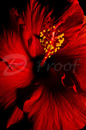 Hibiscus 2