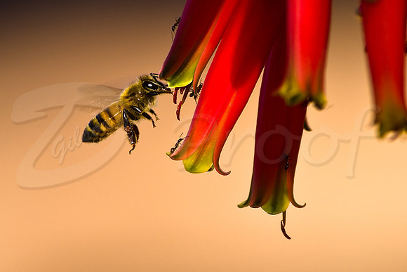 Honeybee