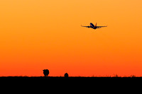 737 Bovine Sunset