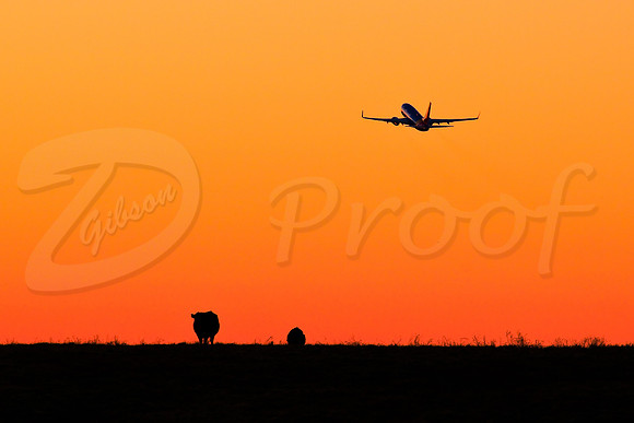 737 Bovine Sunset