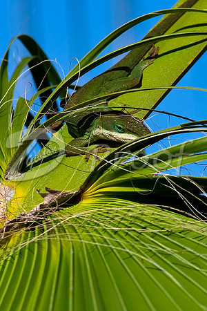 San Diego Lizard