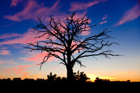 Detroit Dead Tree Sunset
