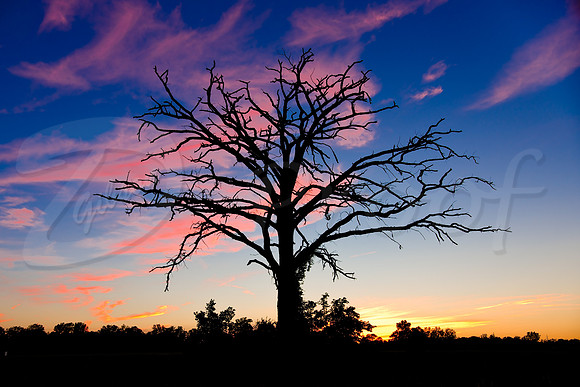 Detroit Dead Tree Sunset