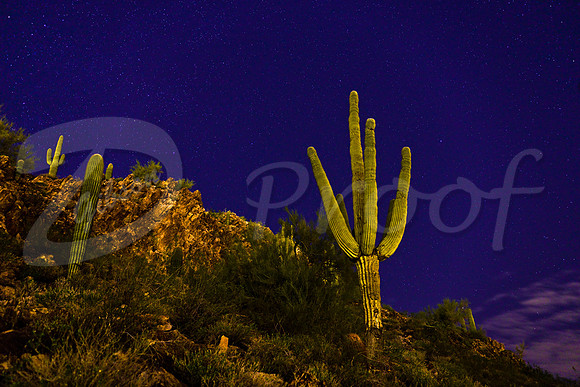 Saguaro starlight