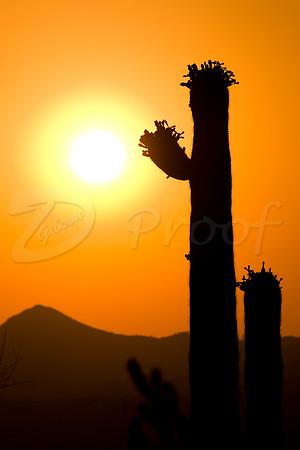 Saguaro Sunset
