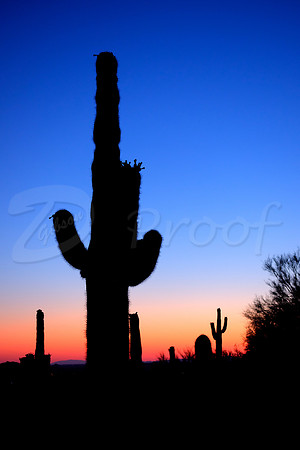 Saguaro Silhouette