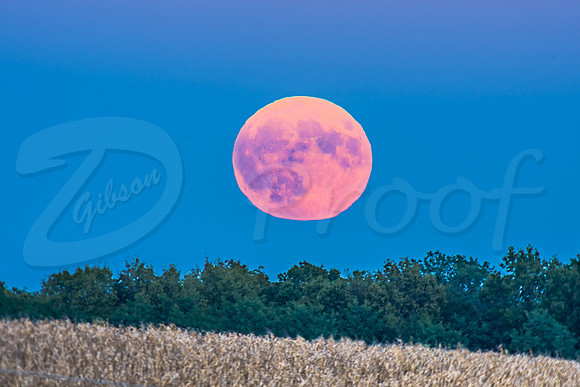 Harvest Moonrise