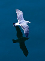 Seagull Reflection