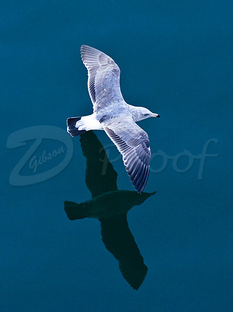 Seagull Reflection