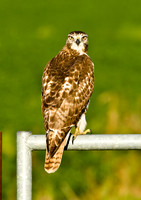 Hawk Headspin
