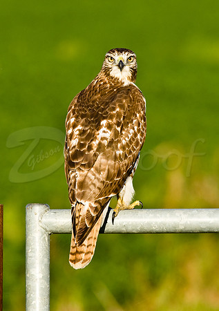 Hawk Headspin