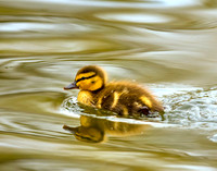 Mallard Duckling in Boston