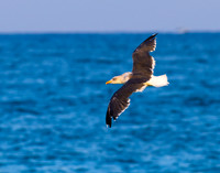 Seagull in Florida