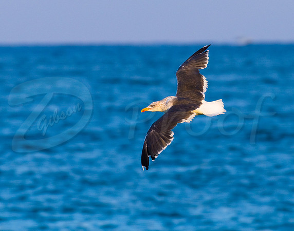Seagull in Florida