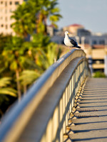 Seagull in Long Beach