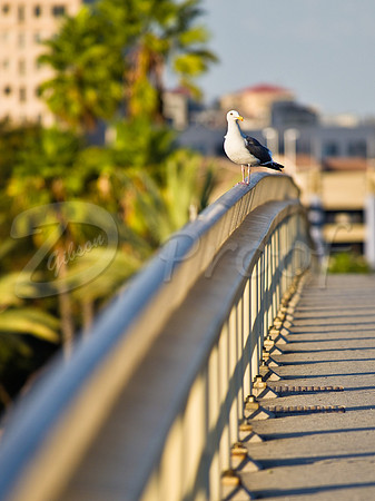 Seagull in Long Beach