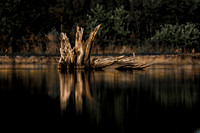 Dead Tree Reflection