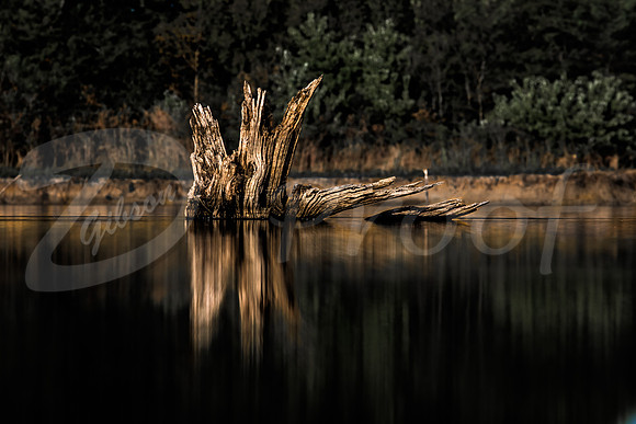 Dead Tree Reflection