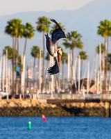 Pelican Long Beach
