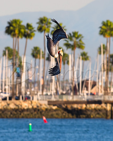 Pelican Long Beach