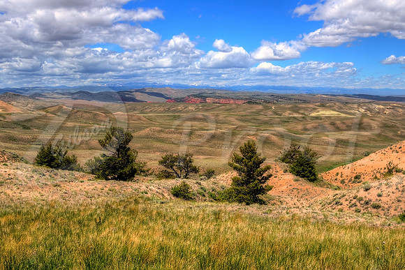 Wyoming Meadow 2