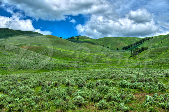 Wyoming Meadow