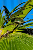 San Diego Lizard