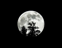 Coniferous Full Moon