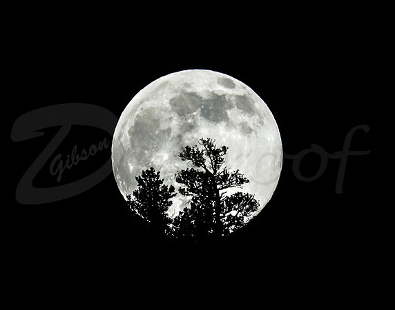 Coniferous Full Moon