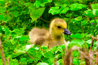 Canada Gosling