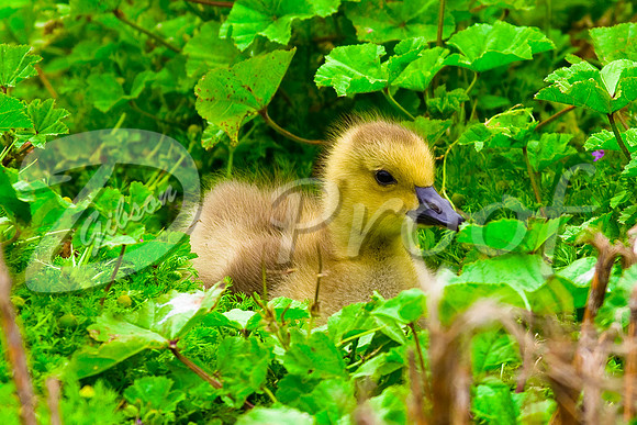 Canada Gosling