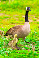 Canada Geese