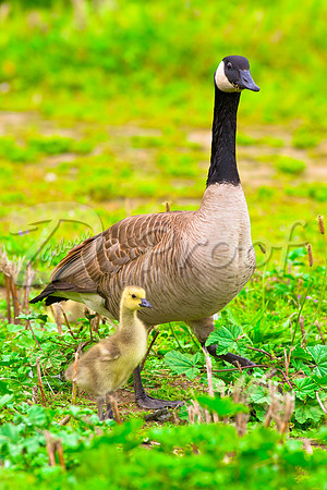 Canada Geese