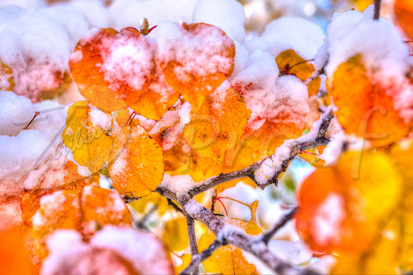 Fall Snow 2